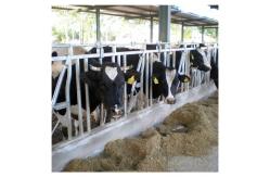 China ISO Galvanized pipe Cow Head Lock supplier