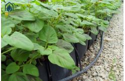 China Greenhouse Hydroponic Planting Trough PP Roll For Fresh Cut Flowers Rose Cultivation supplier