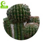 Durable High Simulation 120cm Artificial Cactus Plants In Pots For Indoor
