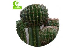 China Durable High Simulation 120cm Artificial Cactus Plants In Pots For Indoor supplier