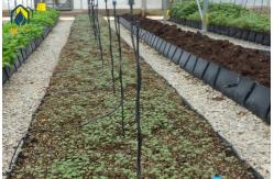 China Greenhouse Hydroponic Planting Trough PP Roll For Fresh Cut Flowers Rose Cultivation supplier