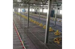China Linear Feeder Poultry Automatic Pan Feeding System supplier