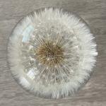 Dandelion Flower Ball Paperweight, Real Dandelion in Resin for sale