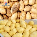 Tengsheng Polishing Potato Washing And Peeling Machine Automatic Wave Roller