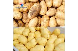 China Tengsheng Polishing Potato Washing And Peeling Machine Automatic Wave Roller supplier