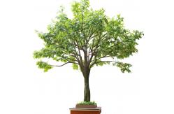 China Bespoke Large Fake Ficus Tree Custom Height Foliage Tree 2-20m Evergreen Plant supplier