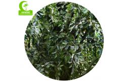 China Easy To Care H400cm Lifelike Artificial Laurel Tree Anti Fading supplier