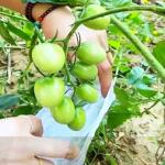 White Plastic Mesh Produce Vegetable Protection Bags Breathable And Eco Friendly