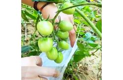 China White Plastic Mesh Produce Vegetable Protection Bags Breathable And Eco Friendly supplier