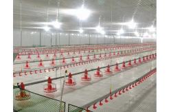 China Chicken Farm Chain Automatic Pan Feeding System 1 Phase supplier