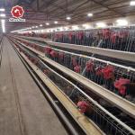 Hot Galvanized A Type Chicken Cage For Poultry Equipment Farm for sale