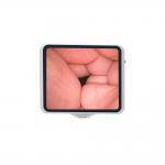 Portable Flexible Endoscope Video Camera For Small Animal Gastroscope And Colonoscope