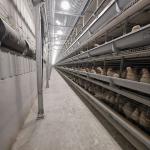H Type Q235 Laying Egg Layer Chicken Cage 54-240 Birds Capacity for sale