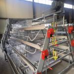 Poultry Farming 1-45 Days Broiler Equipment SGS Battery Cage System for sale