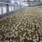 Automatic Poultry Feeding Broiler Equipment Chicken Floor Ground System 1.1KW for sale