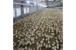 China Automatic Poultry Feeding Broiler Equipment Chicken Floor Ground System 1.1KW supplier