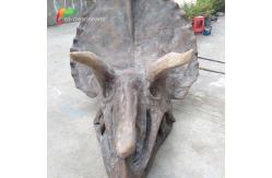 China ISO water repellent Dinosaur Skeleton Replica Fossil Life Size Triceratops Skull supplier