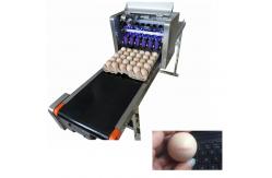 China 12V 4A Digital Egg Printing Machine , Automatic Batch Code Printing Machine  supplier