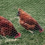 12M PVC Galvanized Hexagonal Wire Netting mesh For Poultry Farm for sale