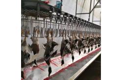 China Chicken Goose Turkey Duck Slaughter Machine 1000BPH Poultry Processing Machine supplier