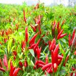Premium Dried Birds Eye Chilli Small  50000SHU 1KG Red for sale
