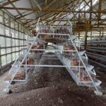 Layer Chicken Cage Poultry Farming Equipment 96 Birds 120 Birds for sale
