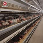 H Type Layer Chicken Cage Equipment Automatic Egg Collector Chicken Farming for sale