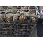 Erosion Control Galvanized Gabion Wire Baskets For Wall , Wire Mesh Gabion Basket