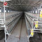 Durable Layer Baby Chick Cage SGS Manure Removing for sale