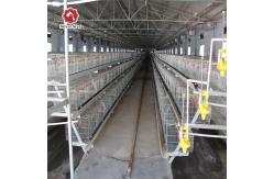 China Farm Wire Mesh Baby Chick Cage Eggs Collecting Manure Cleaning supplier