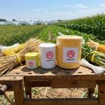 Anti Rot UV Stabilized Fibrillated PP Twine For Crop Trellising for sale