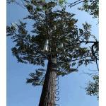 25m 30m Camouflaged Broadleaf Ficus Monopole Telecom Tower Hot Dipped Galvanized for sale