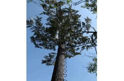 China 25m 30m Camouflaged Broadleaf Ficus Monopole Telecom Tower Hot Dipped Galvanized supplier