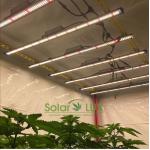 UL8800 Full Spectrum LED Grow Lights 90Watt Horticultural Lighting for sale