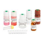 96T/Kit Elastase Assay Kit For Determination Male Infertility Diagnosis for sale