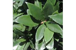 China Height 160cm Artificial Potted Floor Plants Plastic Laurel Tree supplier