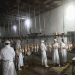 3000 Birds / H Poultry Slaughtering Equipment Chicken Slaughter Line 10000BPH for sale