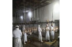 China 3000 Birds / H Poultry Slaughtering Equipment Chicken Slaughter Line 10000BPH supplier