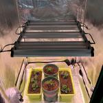 45w Strawberry Lettuce Veg LED Grow Light For Indoor Tissue Culture for sale
