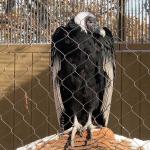 Customized Bird Cage Stainless Steel Rope Wire Mesh 1.5mm 1.6mm for sale