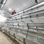 80 Days pullet Baby Chick Cage Farming Chickens 3 / 4 Floors Auto Drinking for sale