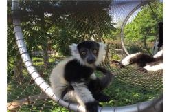 China Monkey tiger enclosure mesh zoo Animal enclosure mesh netting ferruled cable netting mesh supplier