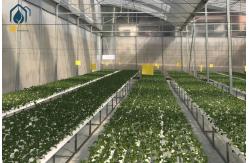 China High Yield Agriculture Hydroponic Growing System Greenhouse NFT Growing Troughs supplier