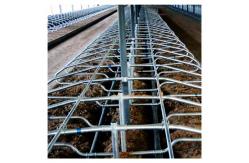 China 200cm Free Stall Barn Galvanized Round Tube And Stell Pipe For Cow supplier