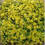 Artificial Wall Grass The Must-Have Decoration For Hotel Restaurant Shopping Center And Exhibition Display for sale