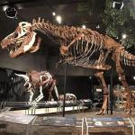Weather Resistant Dinosaur Skeleton Replica / Dinosaur Bone Replicas for sale