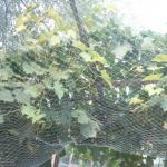 Agricultural Anti Bird Net Bird Proof Netting With UV Protection