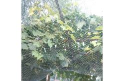 China Agricultural Anti Bird Net Bird Proof Netting With UV Protection supplier