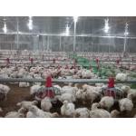 Automatic Poultry Feeding And Drinking Equipment For Complete Broiler House