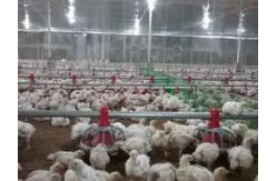 China Automatic Poultry Feeding And Drinking Equipment For Complete Broiler House supplier